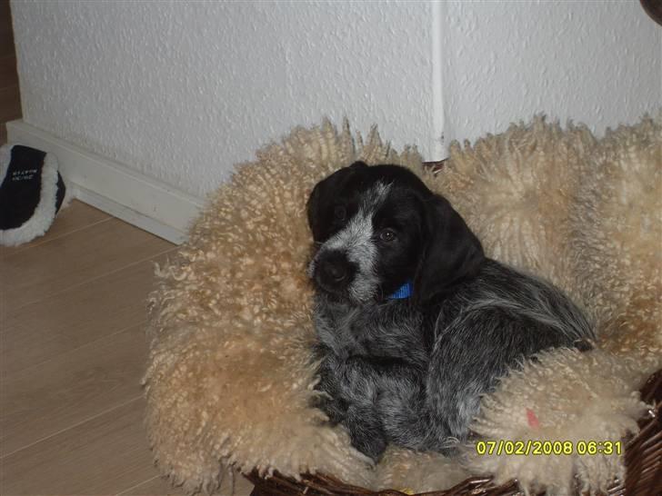 Ruhåret hønsehund Bilde's Donna - 8 uger billede 4