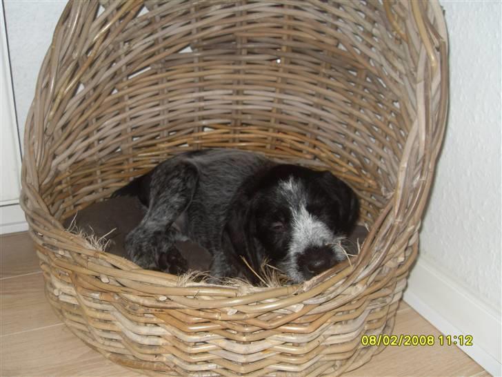 Ruhåret hønsehund Bilde's Donna billede 5