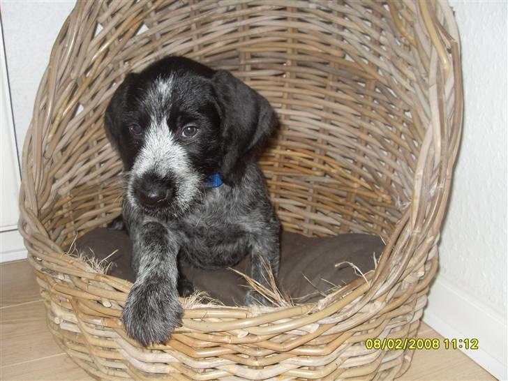 Ruhåret hønsehund Bilde's Donna billede 6