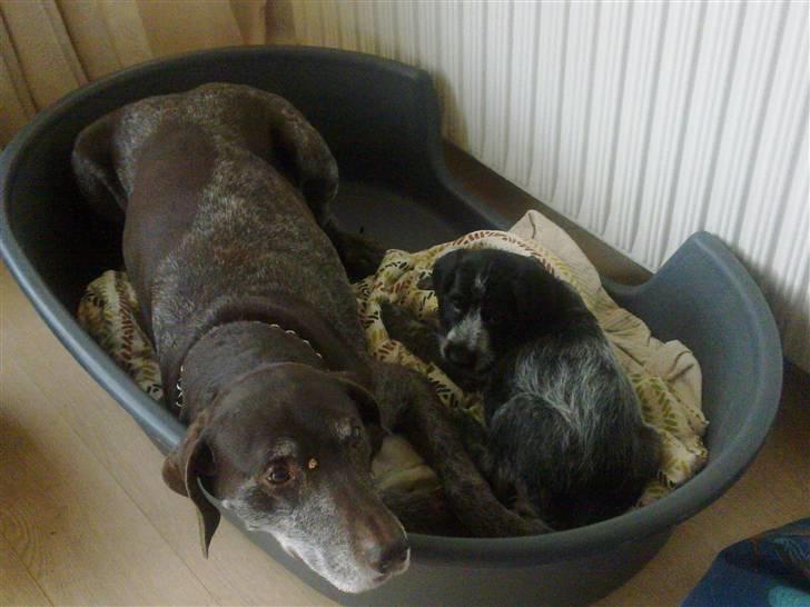 Ruhåret hønsehund Bilde's Donna - Min nye bedste ven på knap 13 år  billede 7