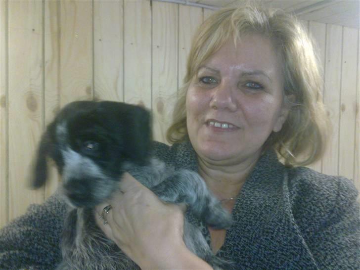 Ruhåret hønsehund Bilde's Donna - Kærlighed ved første blik :o)) billede 8