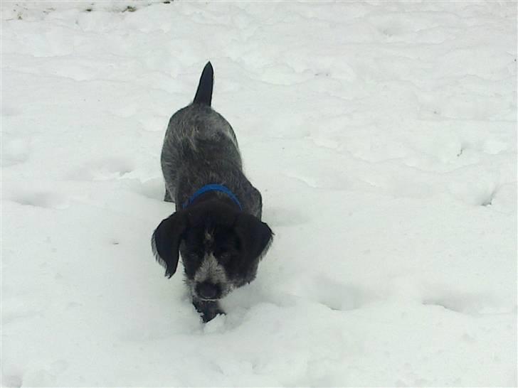 Ruhåret hønsehund Bilde's Donna - Jeg elsker sne billede 9