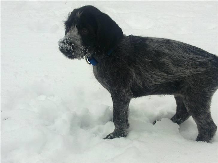 Ruhåret hønsehund Bilde's Donna - Er jeg ikke fin ? billede 10