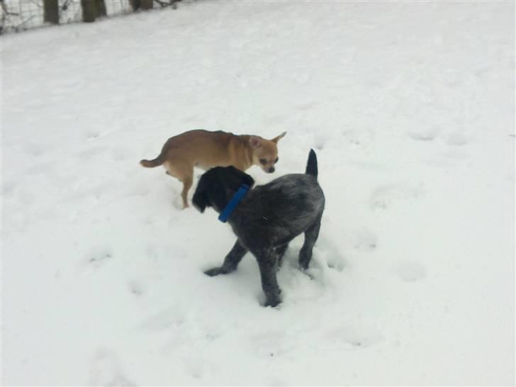 Ruhåret hønsehund Bilde's Donna - Donna og Fiona billede 11