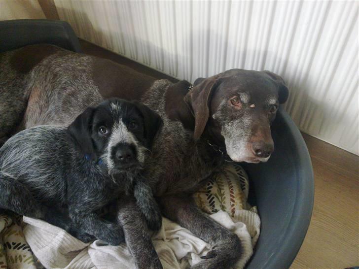 Ruhåret hønsehund Bilde's Donna - Dejligt med lidt tryghed :o)) billede 12