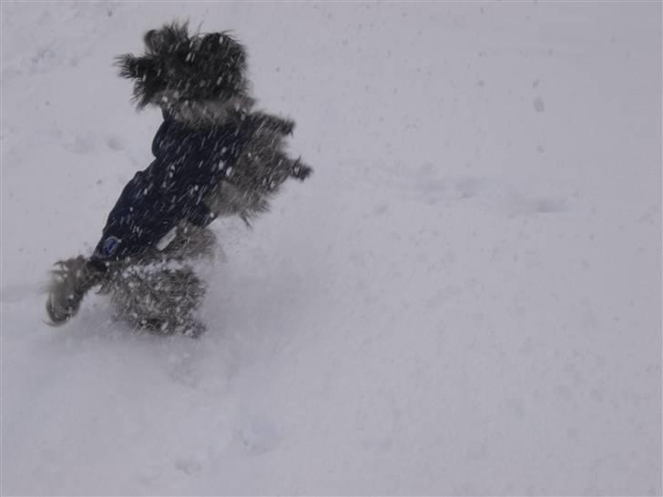 Cairn terrier Ronja - Se hvad hun kan ;i billede 17