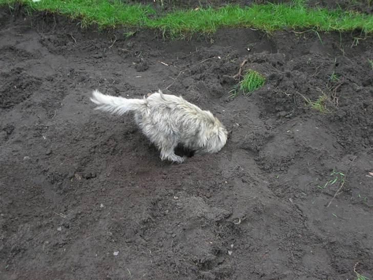 Cairn terrier Ronja - ronja graver huller  billede 18
