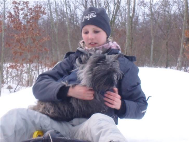 Cairn terrier Ronja - vi kælker lige lidt!<3 billede 19