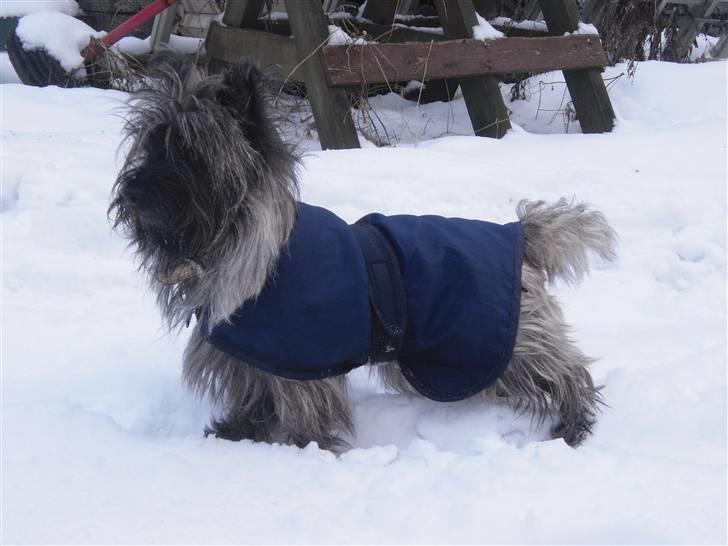 Cairn terrier Ronja - et rigtig modelbilled, kennelbilled! :) jeg er stolt af min smukkeé hund!!<3 billede 20