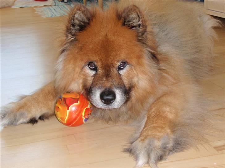 Eurasier Nemo (Beebob) R.I.P. - Nemo - Febuar 2010... Leger med bold da han blev passe hos farmor :-) billede 19