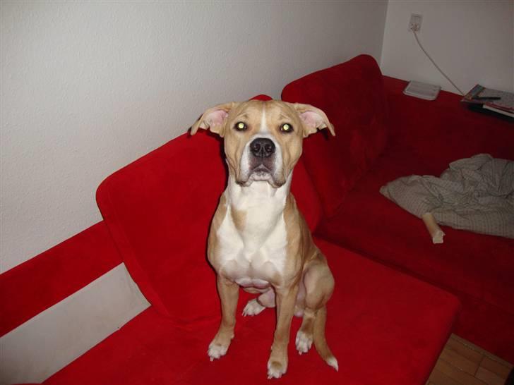 Blanding af racer Diego billede 1