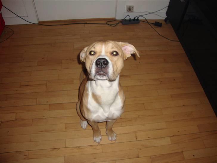 Blanding af racer Diego billede 2