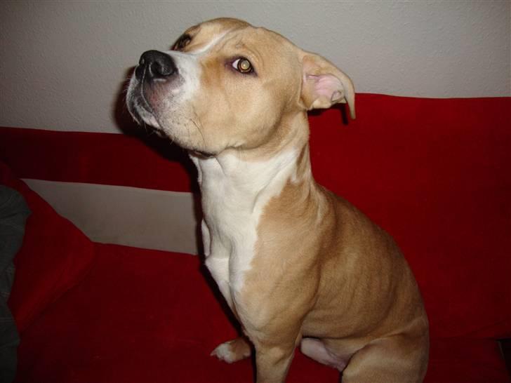 Blanding af racer Diego billede 3