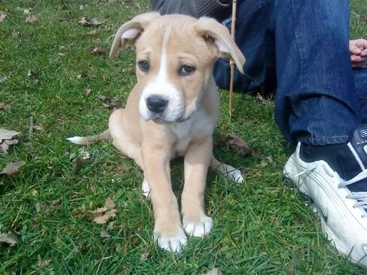 Blanding af racer Diego billede 4