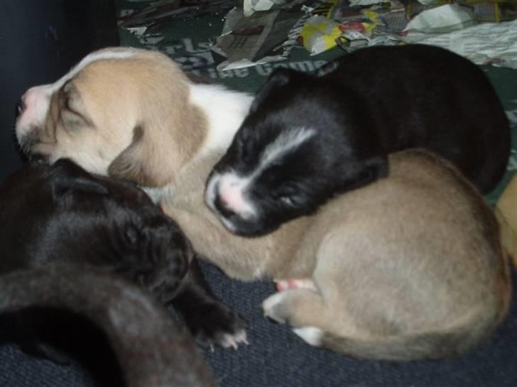 Blanding af racer Diego billede 5