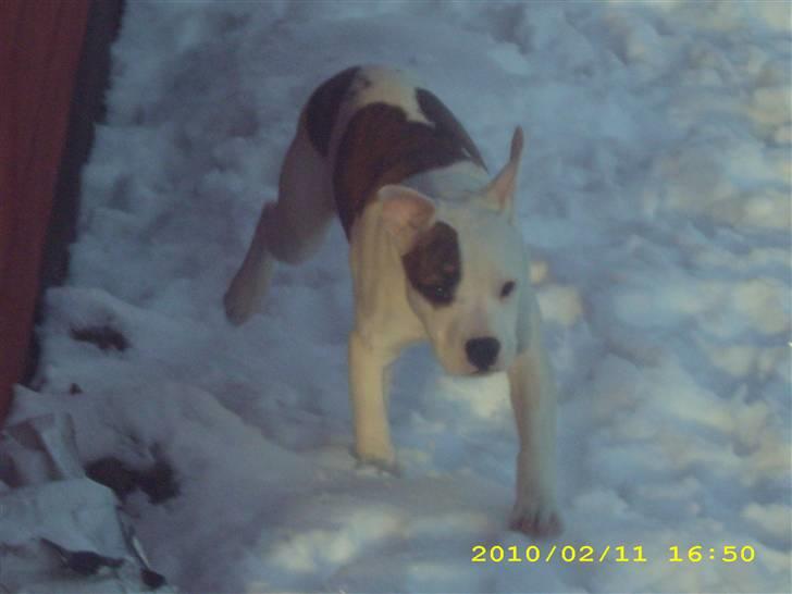 Amerikansk bulldog Bumle - Her er jeg lige ude og lege lidt  billede 1