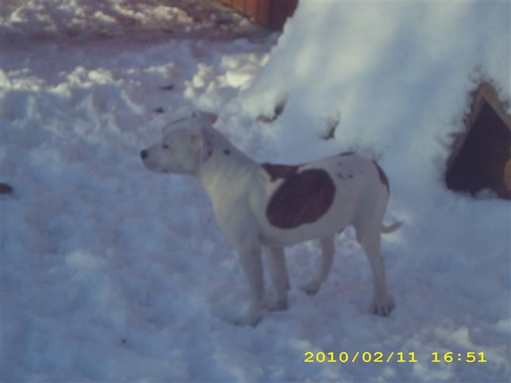 Amerikansk bulldog Bumle billede 2