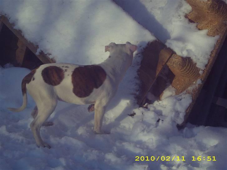 Amerikansk bulldog Bumle billede 3