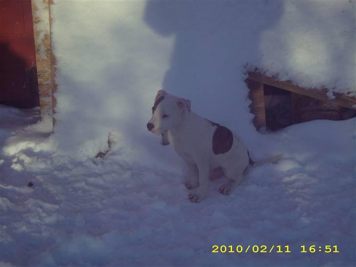 Amerikansk bulldog Bumle billede 4