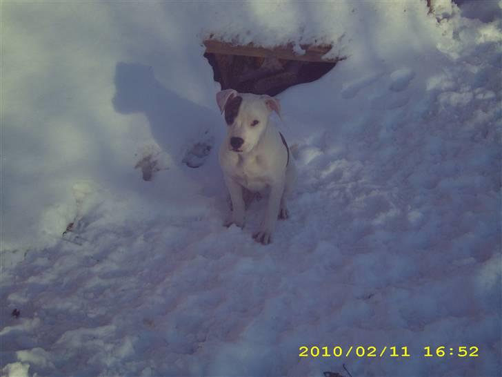 Amerikansk bulldog Bumle billede 5