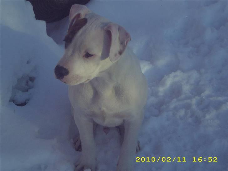 Amerikansk bulldog Bumle billede 6