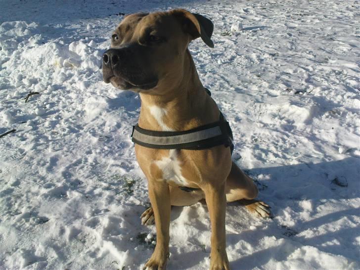 Amerikansk staffordshire terrier Chiva billede 6