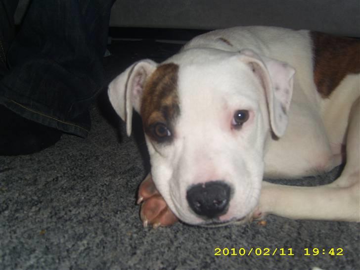 Amerikansk bulldog Bumle billede 7