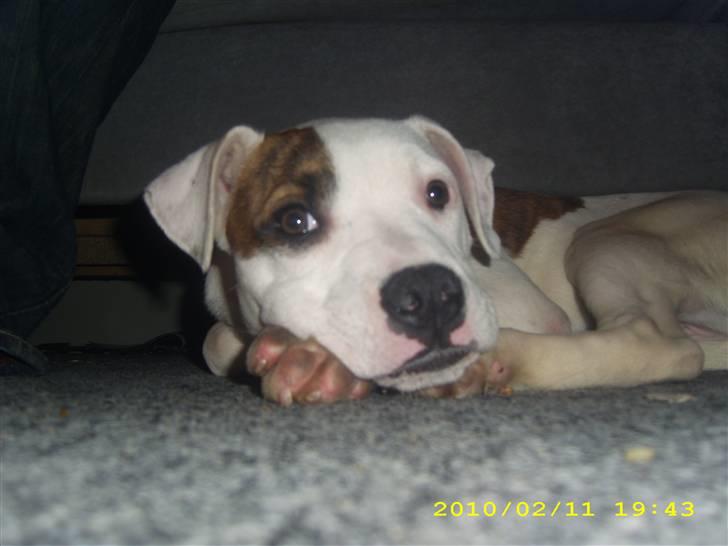 Amerikansk bulldog Bumle billede 8