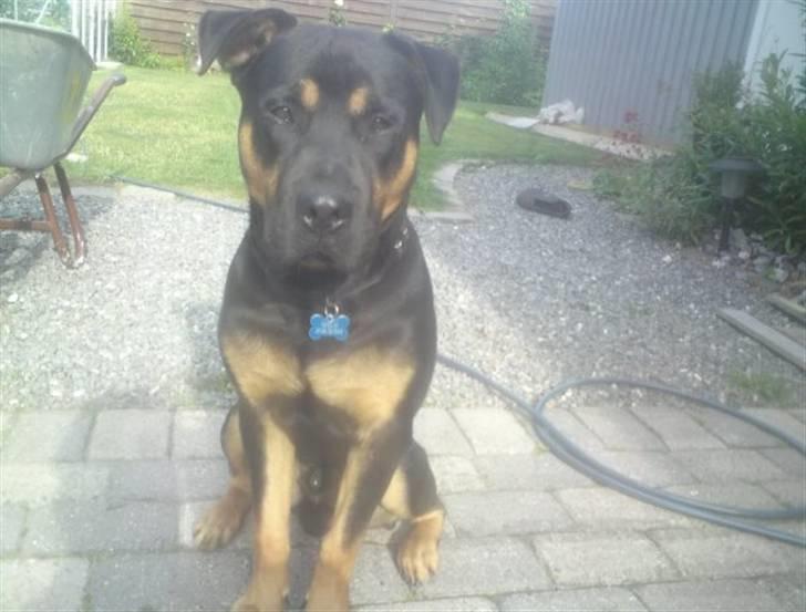 Blanding af racer Milo R.I.P billede 1