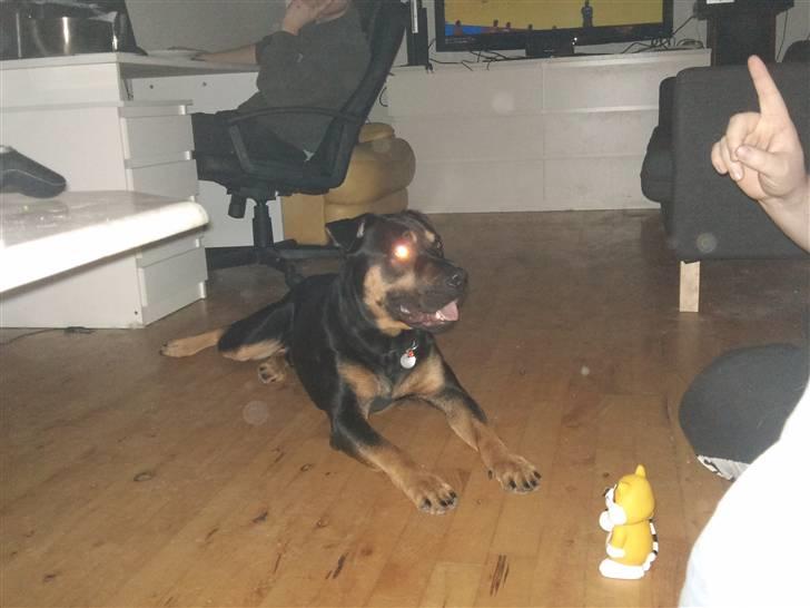 Blanding af racer Milo R.I.P billede 2