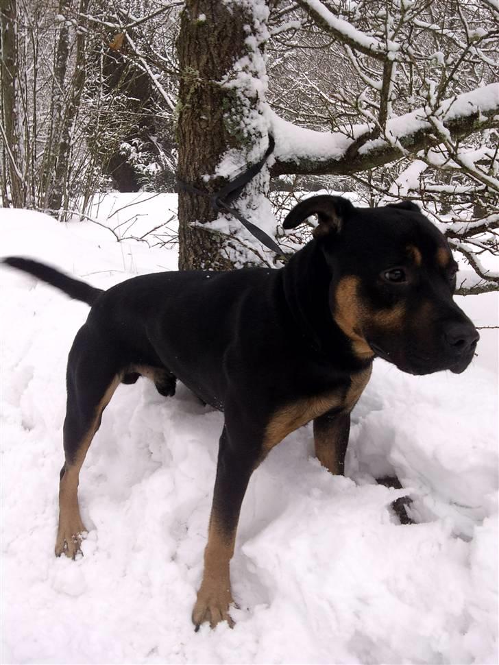 Blanding af racer Milo R.I.P billede 3