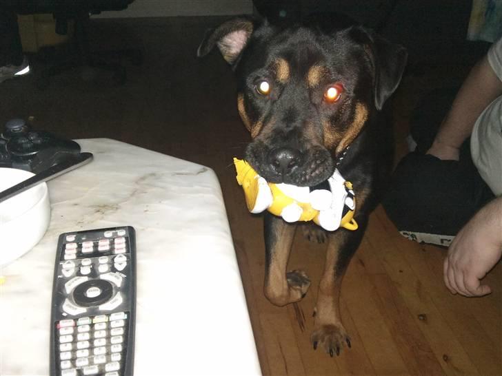 Blanding af racer Milo R.I.P billede 4