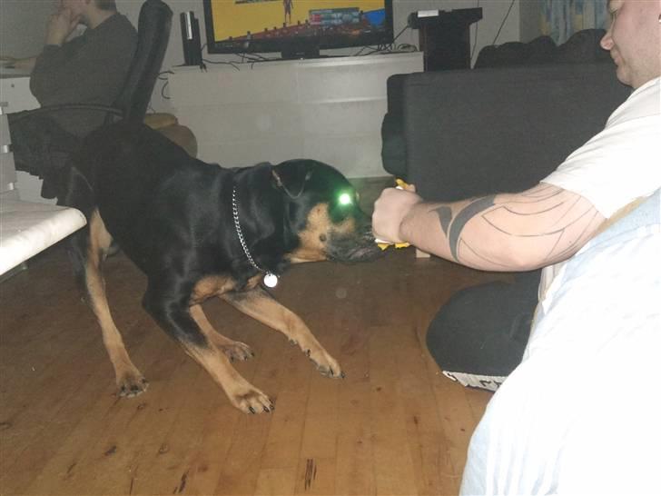 Blanding af racer Milo R.I.P billede 5