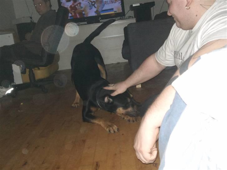 Blanding af racer Milo R.I.P billede 6