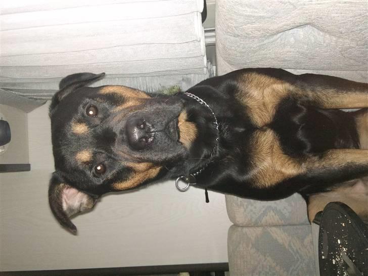 Blanding af racer Milo R.I.P billede 7