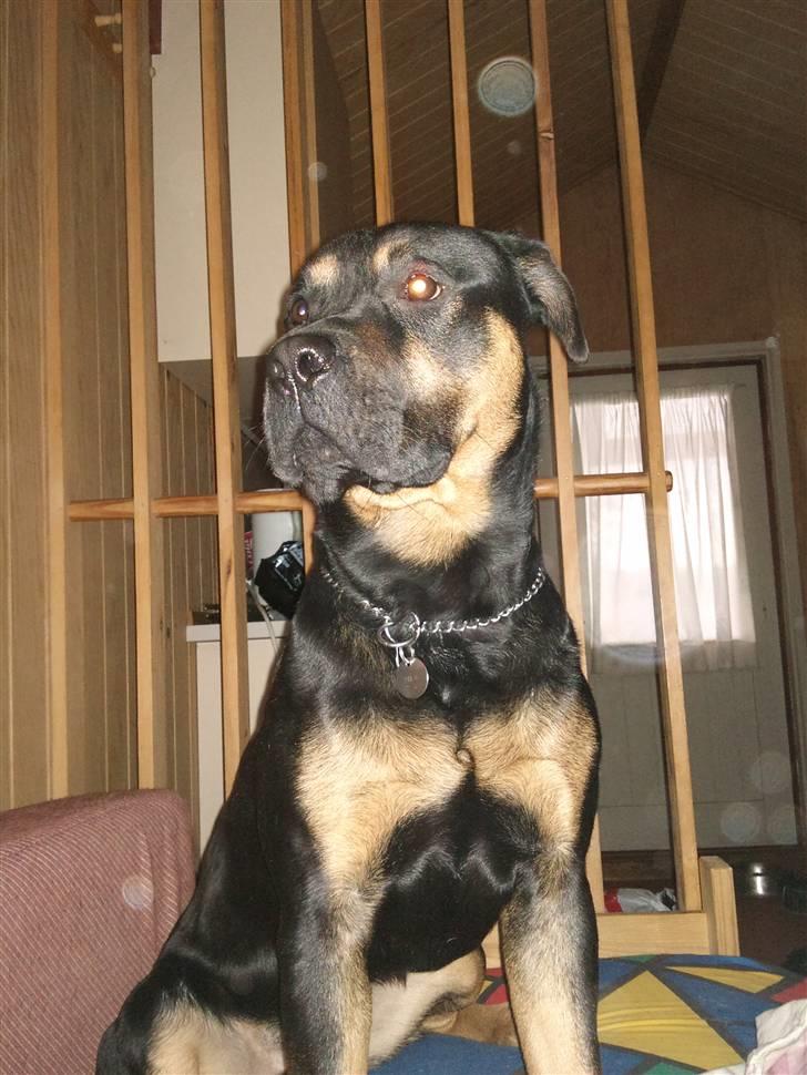 Blanding af racer Milo R.I.P billede 8