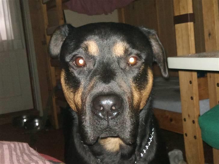 Blanding af racer Milo R.I.P billede 9