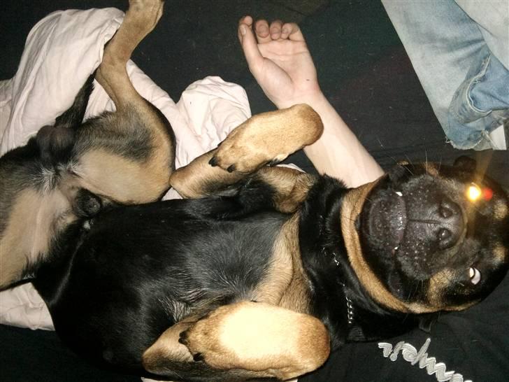 Blanding af racer Milo R.I.P billede 10