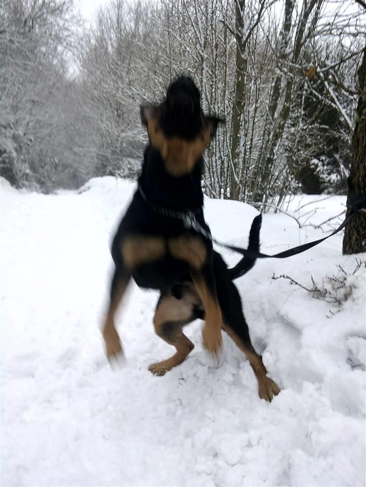 Blanding af racer Milo R.I.P billede 11