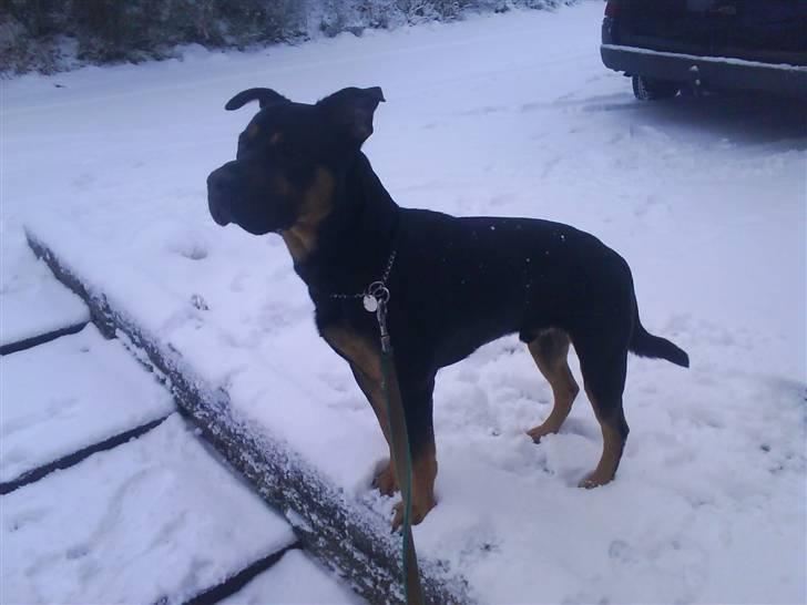 Blanding af racer Milo R.I.P billede 12