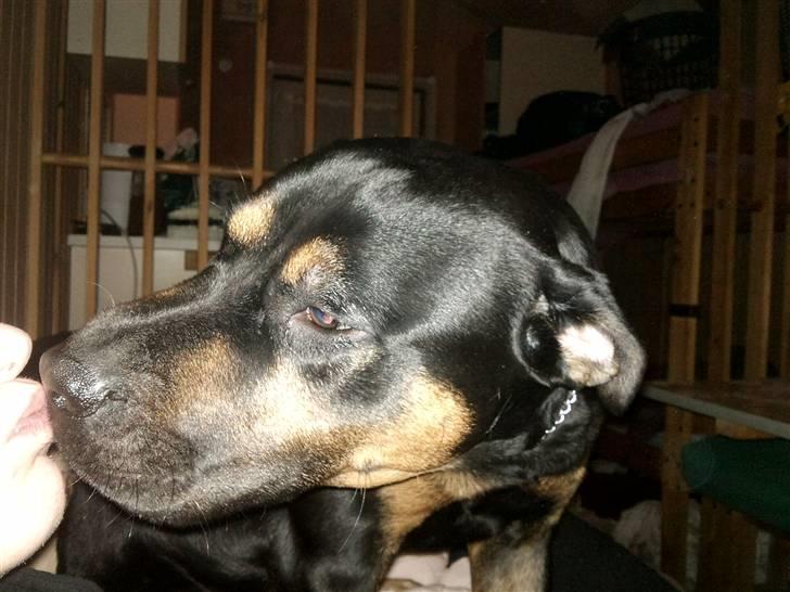 Blanding af racer Milo R.I.P billede 13