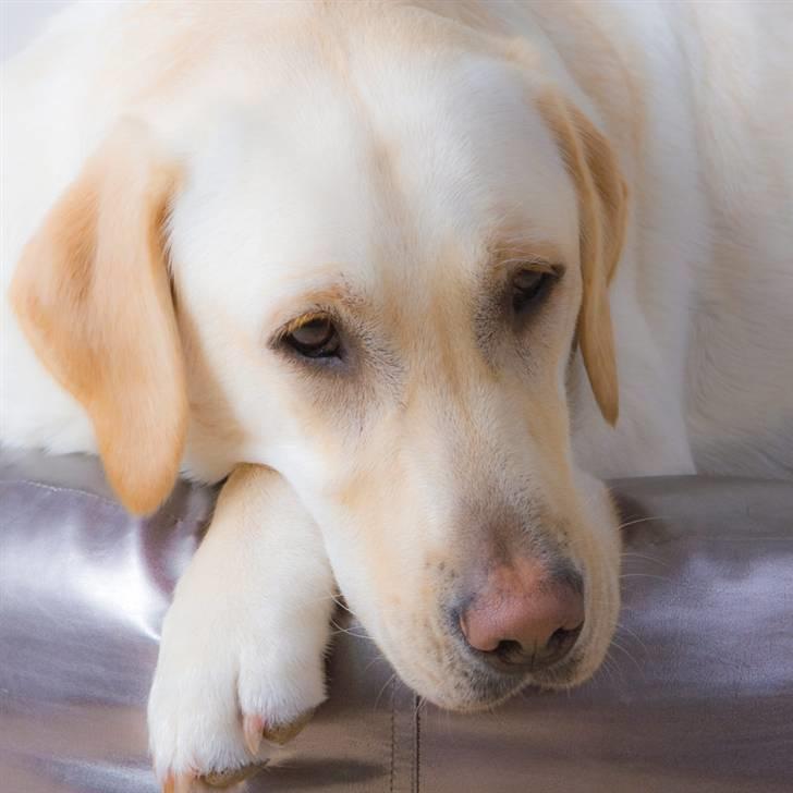 Labrador retriever Bailey billede 11