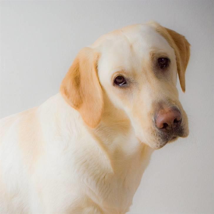 Labrador retriever Bailey billede 12