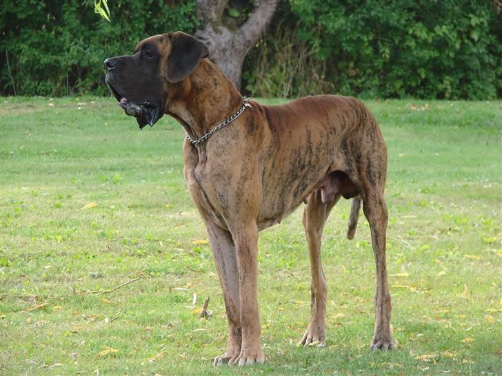 Grand danois Bamse *R.I.P* † - Bamse på engen. billede 1