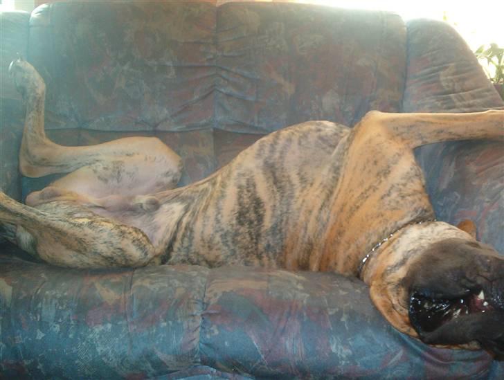 Grand danois Bamse *R.I.P* † - Uhm, jeg ligger rigtig godt her billede 2