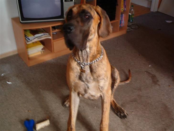 Grand danois Bamse *R.I.P* † - Jeg sidder pænt i dag billede 5