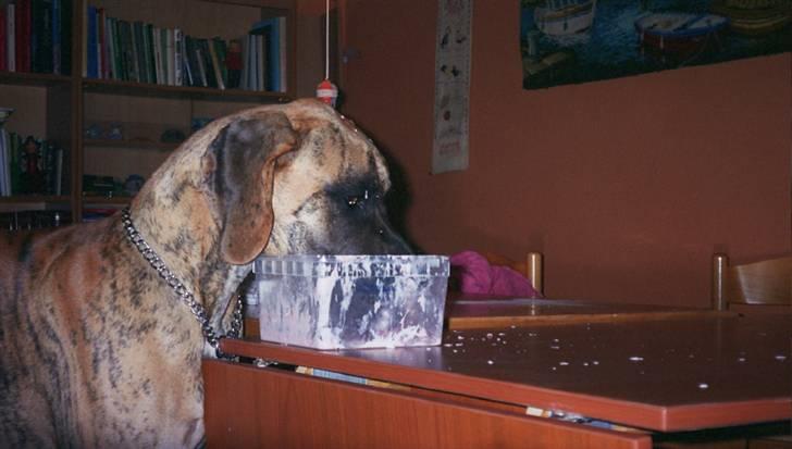 Grand danois Bamse *R.I.P* † - Nam nam nam, tag selv is på bordet billede 6