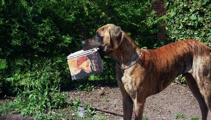 Grand danois Bamse *R.I.P* † - Skal jo lære lidt om hundepsykologi. billede 7