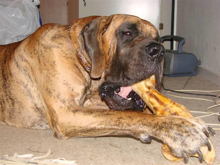 Grand danois Bamse *R.I.P* † - Mit kødben smager rigtig godt billede 8