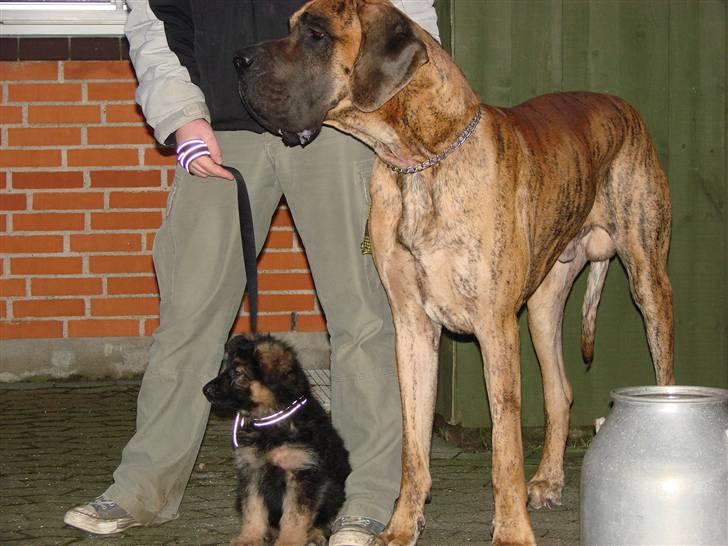 Grand danois Bamse *R.I.P* † - Min far, nye lillebror og mig.  billede 9